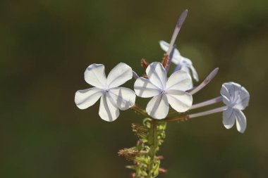 Plumbago auriculata, Plumbaginaceae familyasından Güney Afrika ve Mozambik 'e özgü bir bitki türü.