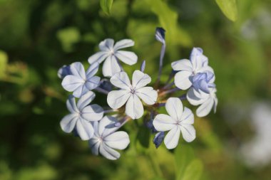 Plumbago auriculata, Plumbaginaceae familyasından Güney Afrika ve Mozambik 'e özgü bir bitki türü.