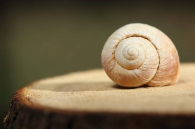 Ağaç diliminde boş bir salyangoz kabuğuna yakın çekim