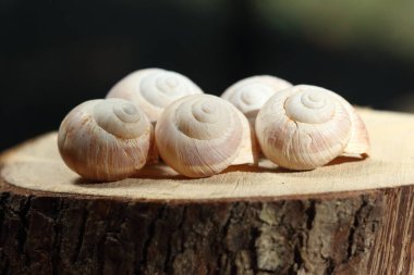 Ağaç diliminde boş salyangoz kabuklarına yakın çekim