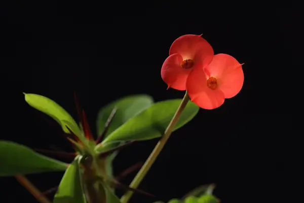 Euphorbia milii, the crown of thorns, Christ plant  is a species of flowering plant in the spurge family Euphorbiaceae, native to Madagascar