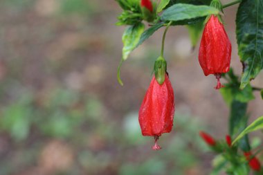 Malvaviscus arboreus, Malvaceae familyasından bir bitki türü.