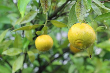 mandalina ve yağmur damlaları