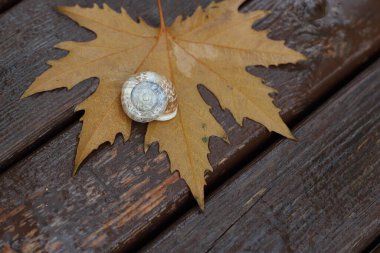 Bir salyangoz ve bir sonbahar yaprakları ahşap arka planda