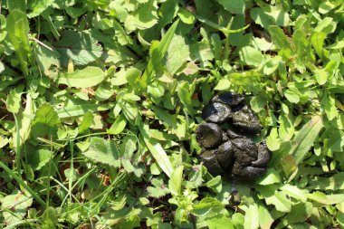 Taze koyun dışkıları çimlerin üzerinde