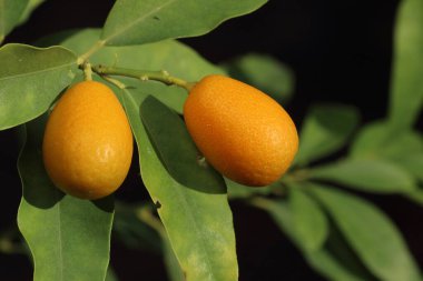 Kumkatlar Rutaceae familyasından küçük, anjiosperm ve meyve taşıyan ağaçlardan oluşan bir gruptur.