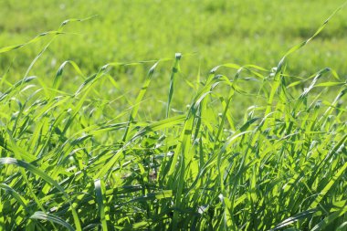 Rüzgarda yeşil çimen