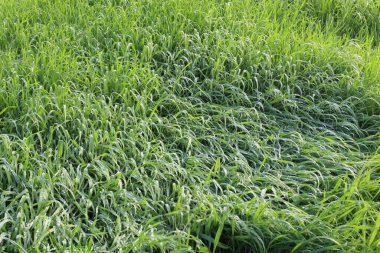 Doğada yeşil çimen arka planı