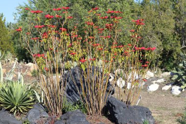 Euphorbia pulcherrima, Meksika ve Orta Amerika 'ya özgü bir çiçek türüdür.