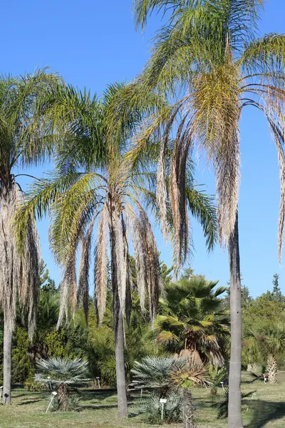 Syagrus romanzoffiana  or cocos palm is a palm native to South America
