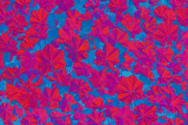 Mavi arkaplanda soyut pembe yapraklar