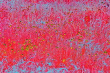 Haşhaş alanının soyut sunumu