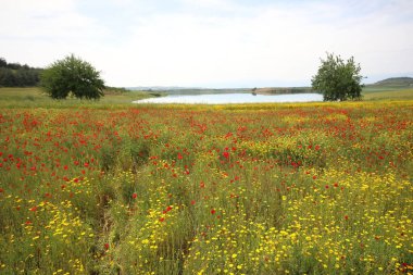 İlkbaharda ve gökyüzünde haşhaş tarlası