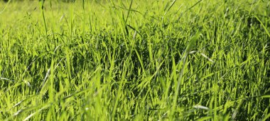  Doğada yeşil çimen arka planı