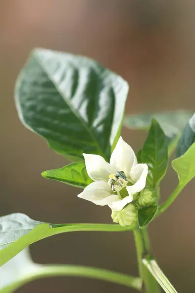 Yaprakları ve çiçekleri ev yapımı paprika