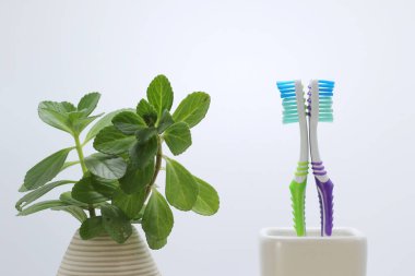 Plastik diş fırçası tutacağında diş fırçası.