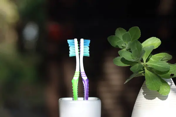 Toothbrushes in a plastic toothbrush holder