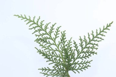 Thuja Orientalis yaprakları beyaz arkaplanda