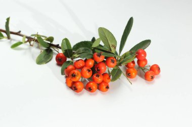 Beyaz arkaplanda kırmızı bir ateş dikenli dal