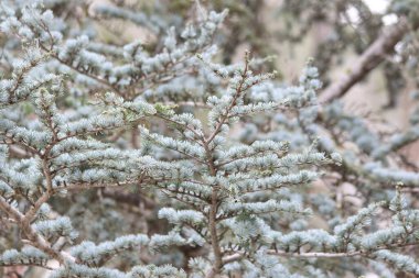 Atlantik sedir ya da Mavi Atlas sedir ağacı olarak bilinen Cedrus Atlantis 'in bir kolu..