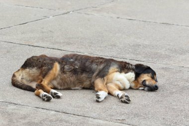 Sokak köpeği yerde uyuyor.