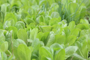 Bahçede marul yetişiyor.