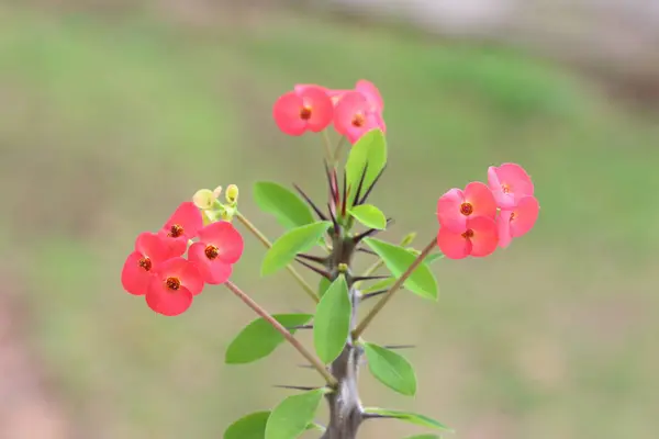 Euphorbia milii, the crown of thorns, Christ plant  is a species of flowering plant in the spurge family Euphorbiaceae, native to Madagascar