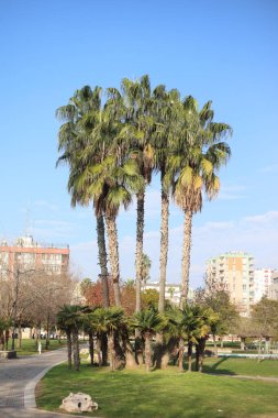 Parktaki fan palmiyeleri