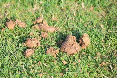Parktaki çimlerin üzerindeki at gübresi.