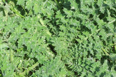 Baharın başında devedikeni bitkisi