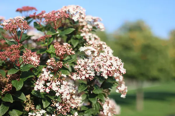 stock image flowers of Laurestine bush know as viburnum tinus
