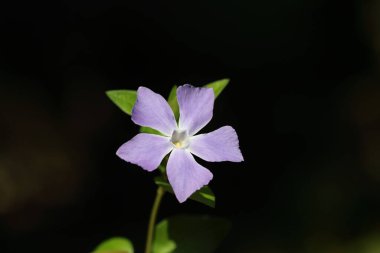 Siyah arkaplanda izole edilmiş bir menekşe
