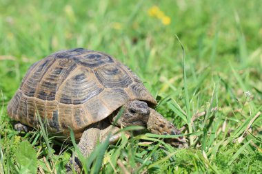 Baharda sürünen bir kaplumbağa.