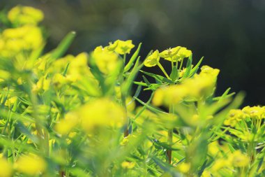 Euphorbia dendroides, Euphorbiaceae familyasından yarı kurak ve akdeniz iklimlerinde yetişen büyük bir çalılıktır.