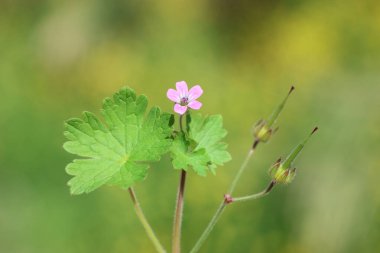 Asphodel turna gagası (Geranium asphodeloides) yeşil bakteri sahasında