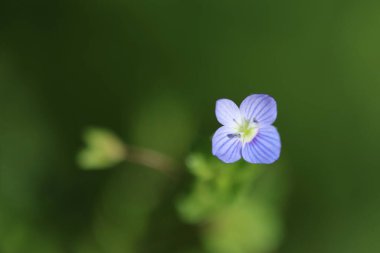 Bireye Speedwell çiçeği (Veronica persica) baharda