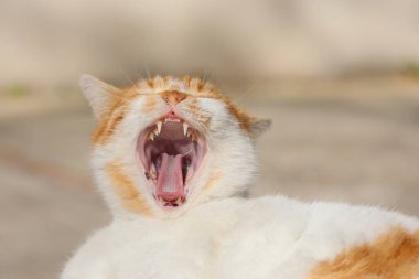 Esneyen bir portakal kedisine yakın çekim