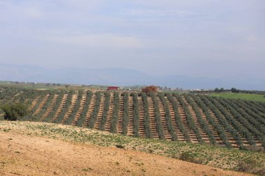 Meyve bahçesinde zeytin ağaçları