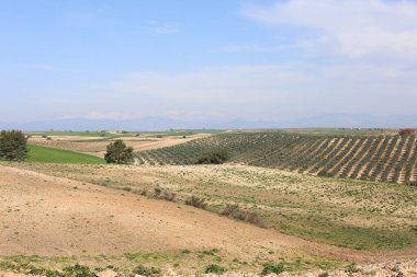  Tarımsal alanda yalnız bir ağaç