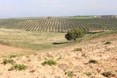  Tarımsal alanda yalnız bir ağaç