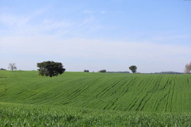 Tarımsal alanda yalnız bir ağaç