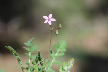 Leylek gagasının çiçek ve yaprakları (Erodyum cicutaryumu )