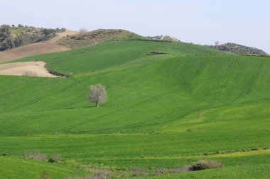 buğday alan bir ağaç