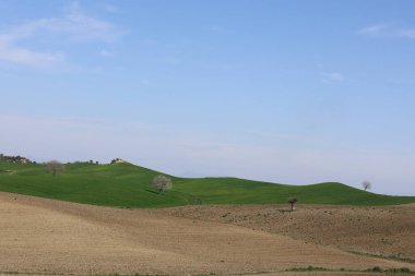 İlkbaharda sürülmüş ve tohumlanmış yeşil buğday tarlası
