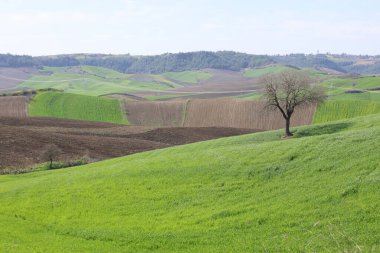 Buğday tarlasında yalnız bir ağaç 
