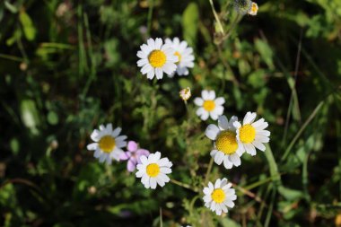 Bellis papatyalarının üst görüntüsü (Bellis perennis) 