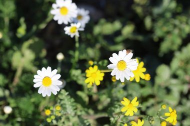 Bellis papatyalarının üst görüntüsü (Bellis perennis) 