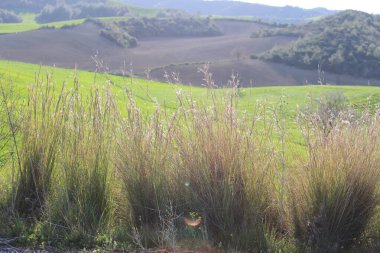 Common thatching grass and Coolatai grass (Hyparrhenia hirta) clipart