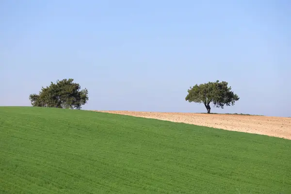 Tarımsal alanda yalnız bir ağaç