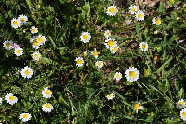 Bellis papatyalarının üst görüntüsü (Bellis perennis) 